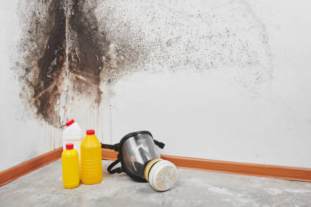 Best Certified Mold Removal  in Town N Country, FL