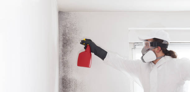 Best Attic Mold Removal  in Town N Country, FL