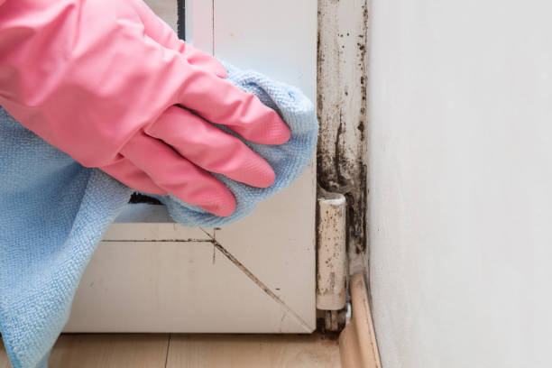Best Residential Mold Removal  in Town N Country, FL